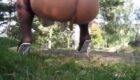Outdoor poop in the backyard